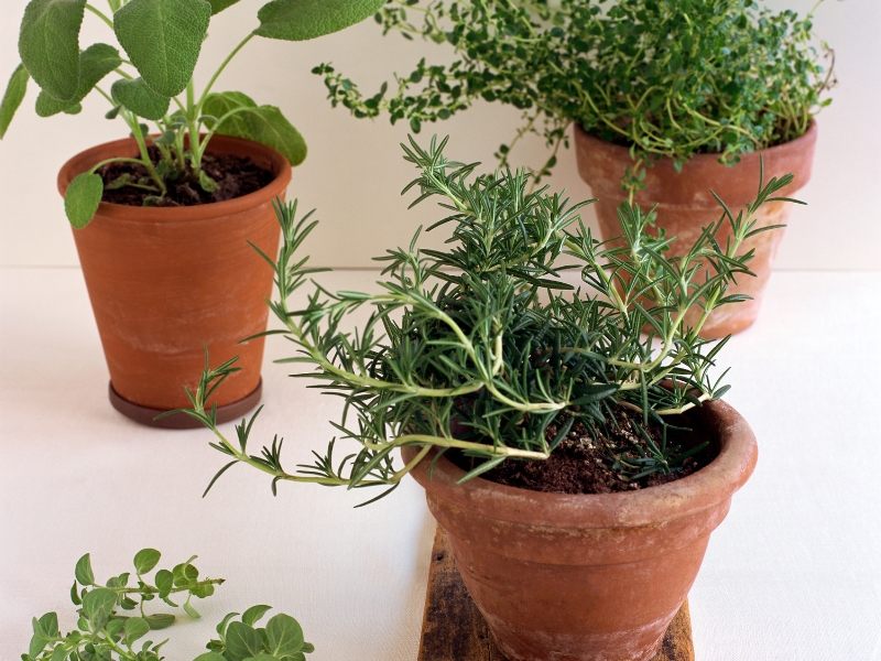 Jak dbać o rośliny doniczkowe