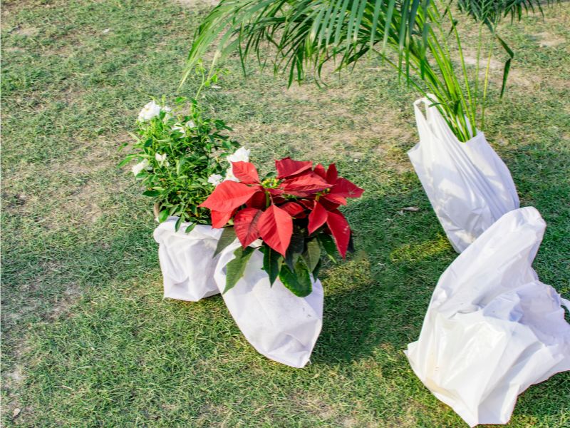 Jak przetransportować rośliny i nasiona zza granicy?