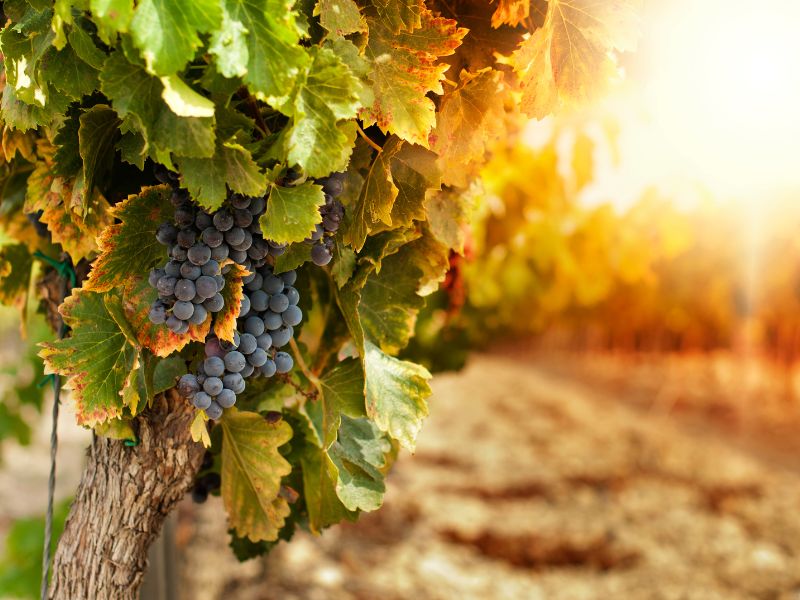 ogrodowa-winnica-jak-zaczac-przygode-z-winogronami