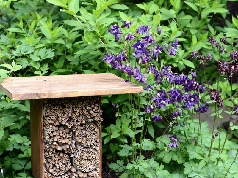 Rośliny przyjazne dla pszczół i innych zapylaczy – jak dbać o bioróżnorodność w ogrodzie?