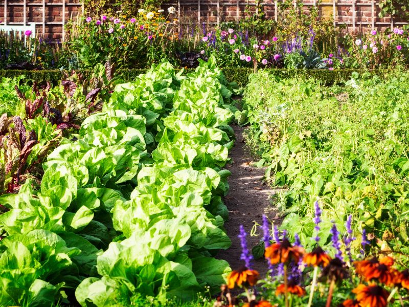 Zakładanie ogrodu warzywnego – jak zacząć, aby uzyskać obfite plony?