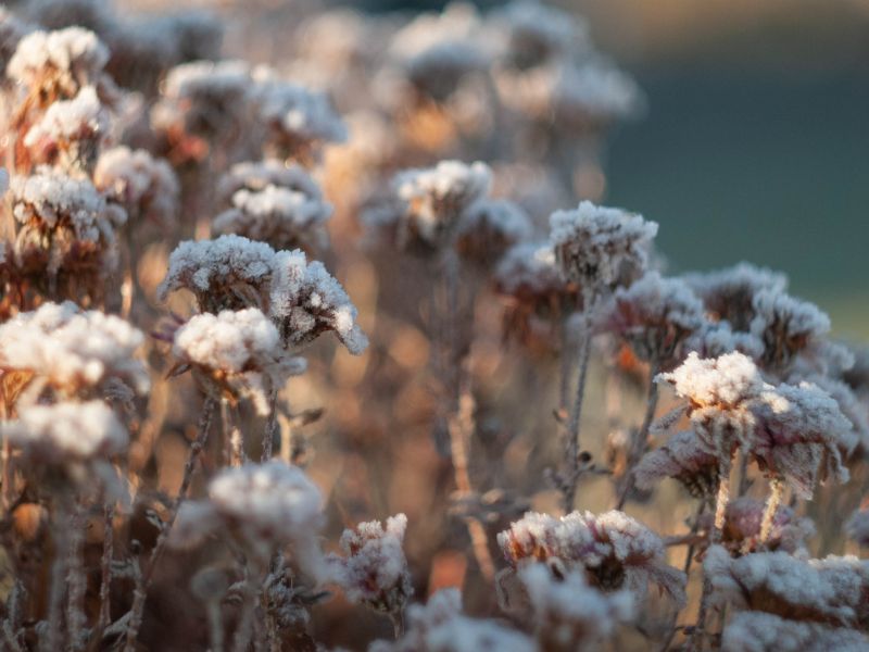 Rośliny idealne do ogrodu zimowego – jakie gatunki najlepiej rosną w zimnych warunkach?