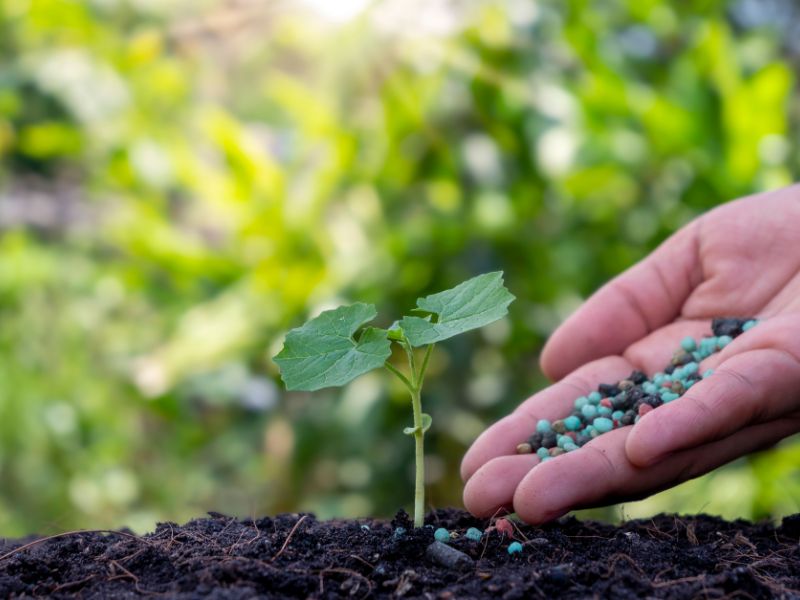 Jakie nawozy stosować w ogrodzie?