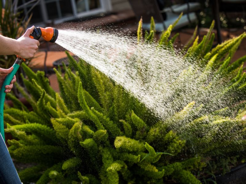 Jak odpowiednio zraszać rośliny, aby zdrowo rosły?