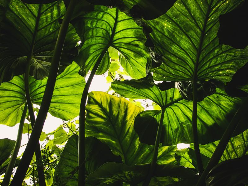 Czy można przywieźć rośliny z zagranicy?